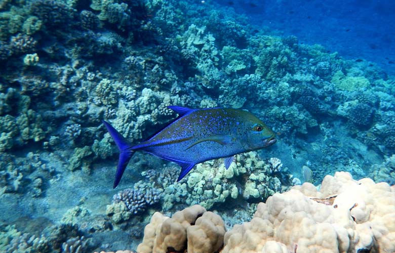 a fish swimming under water