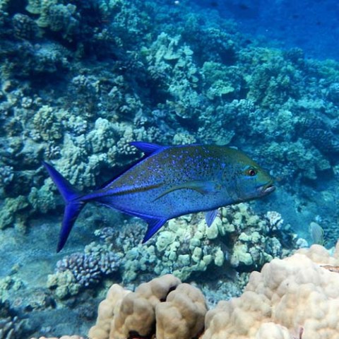 a fish swimming under water