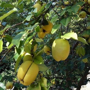 a fruit hanging from a tree