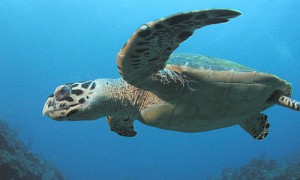 a turtle swimming under water