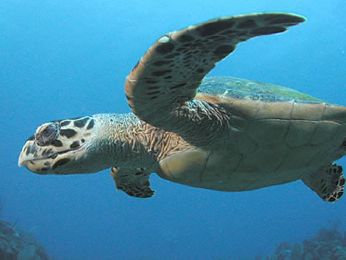 a turtle swimming under water