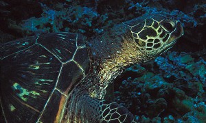 a turtle swimming under water