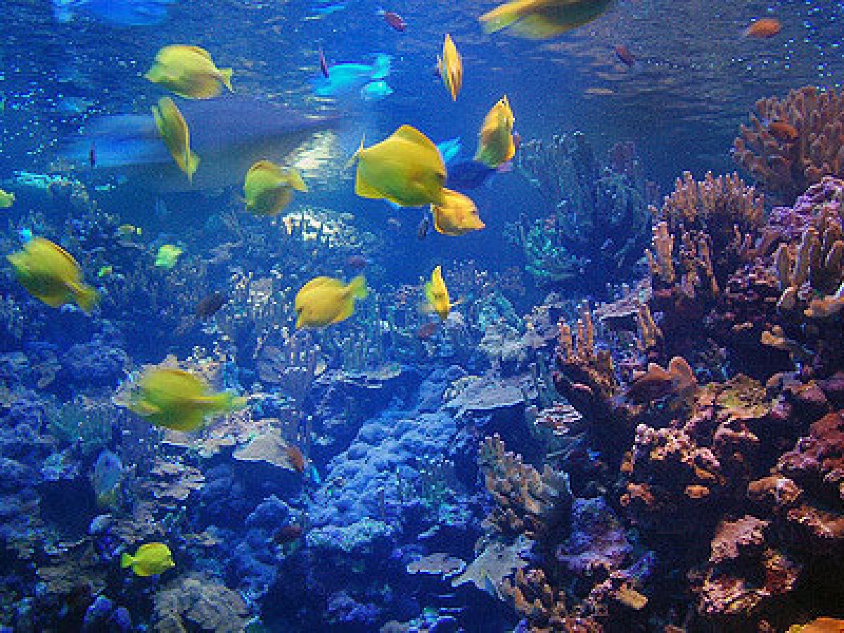 a group of people are underwater