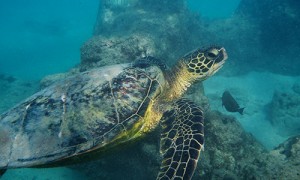 a turtle swimming under water