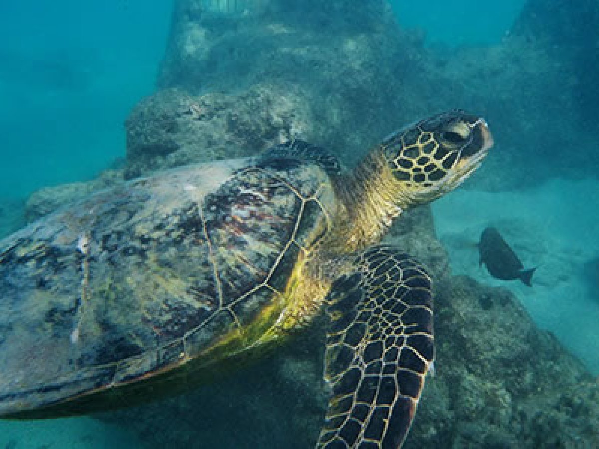 a turtle swimming under water