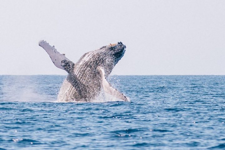 A humpback whale breaching above the ocean surface under a clear sky.