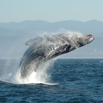 a whale jumping out of the water