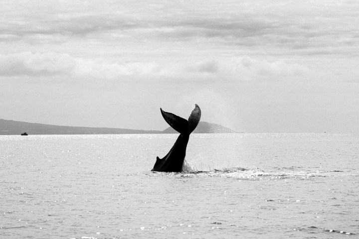 Whale tail emerges from the ocean in black and white photograph.