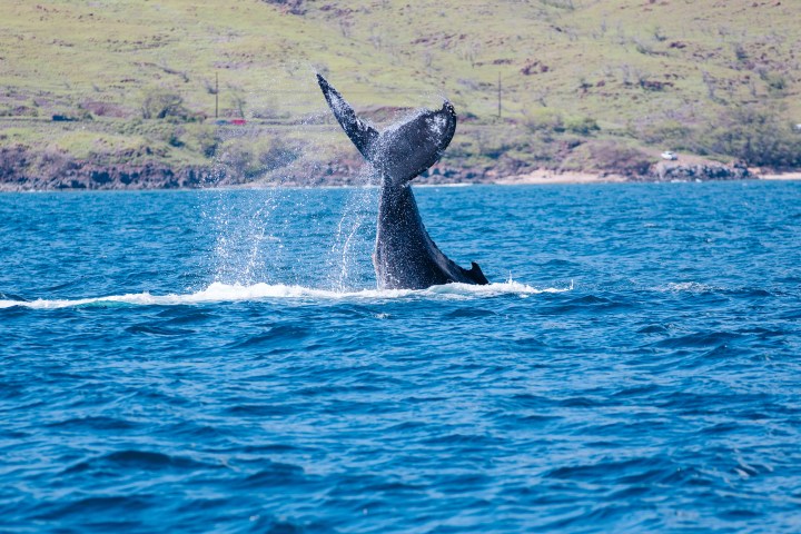 Whale tail splashing in ocean near a green hillside.