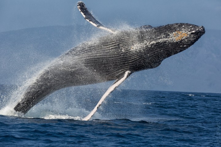 Humpback whale breaching high above ocean water, with splashes around.