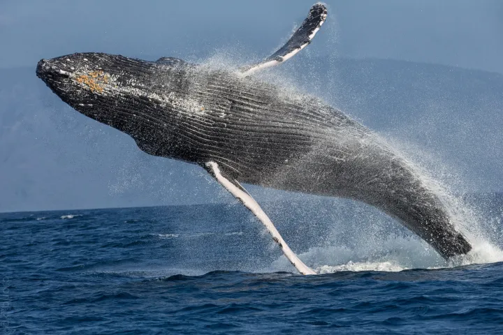 Breaching humpback whale in ocean, water splashing around.