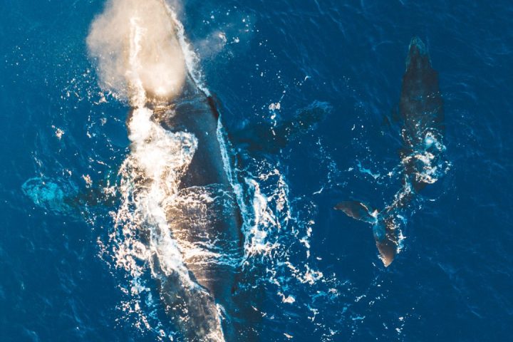 Aerial view of whale and calf swimming in blue ocean water, with visible flippers and tail.
