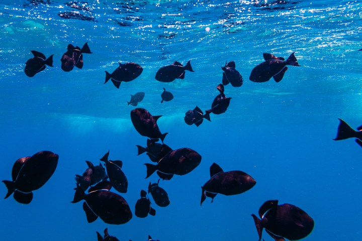 Underwater view of a school of black fish swimming in clear blue water.