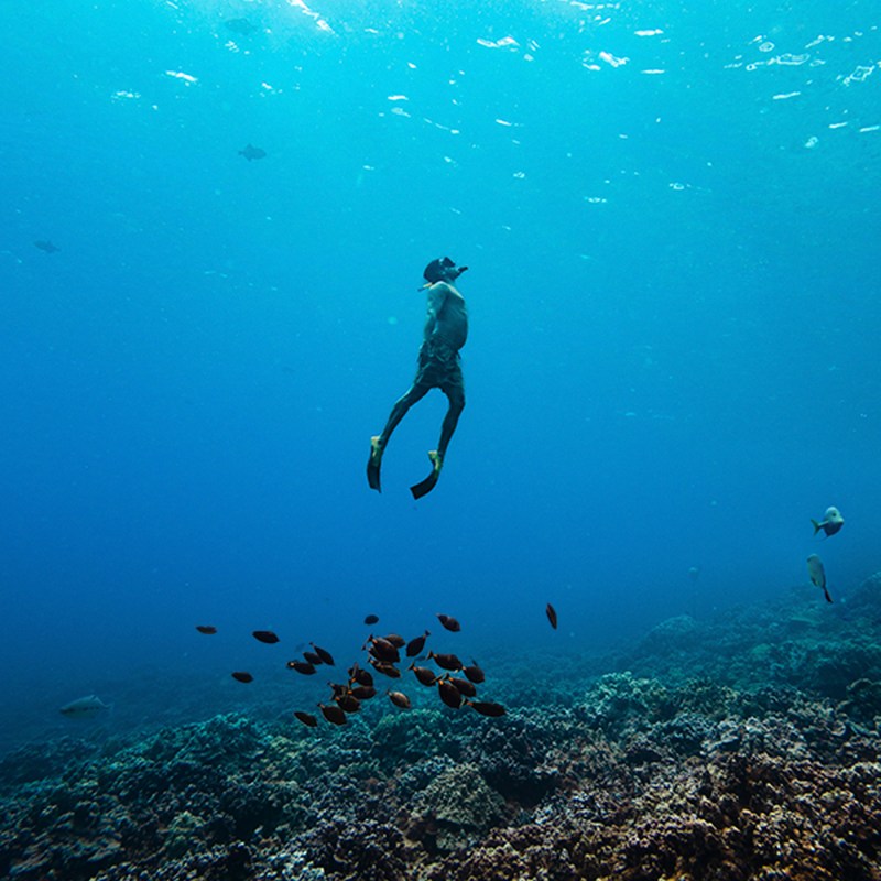 Person snorkeling above coral reef with fish underwater.