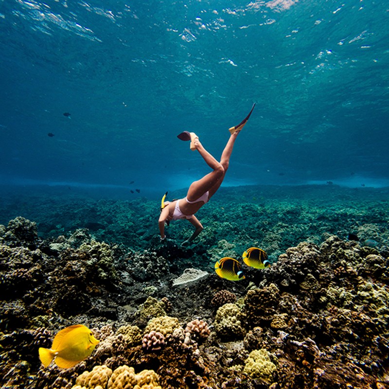 Person snorkeling over vibrant coral reef with colorful fish.