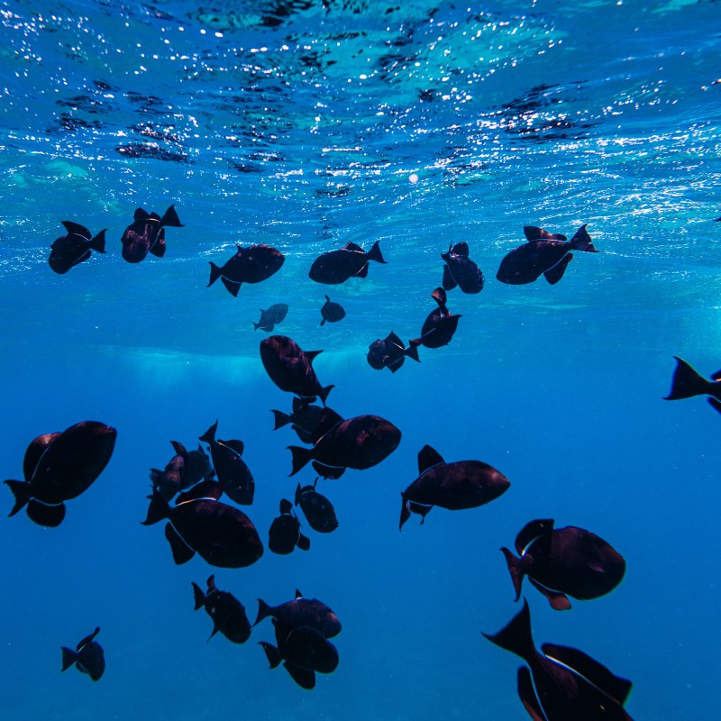 School of black fish swimming underwater in clear blue ocean.