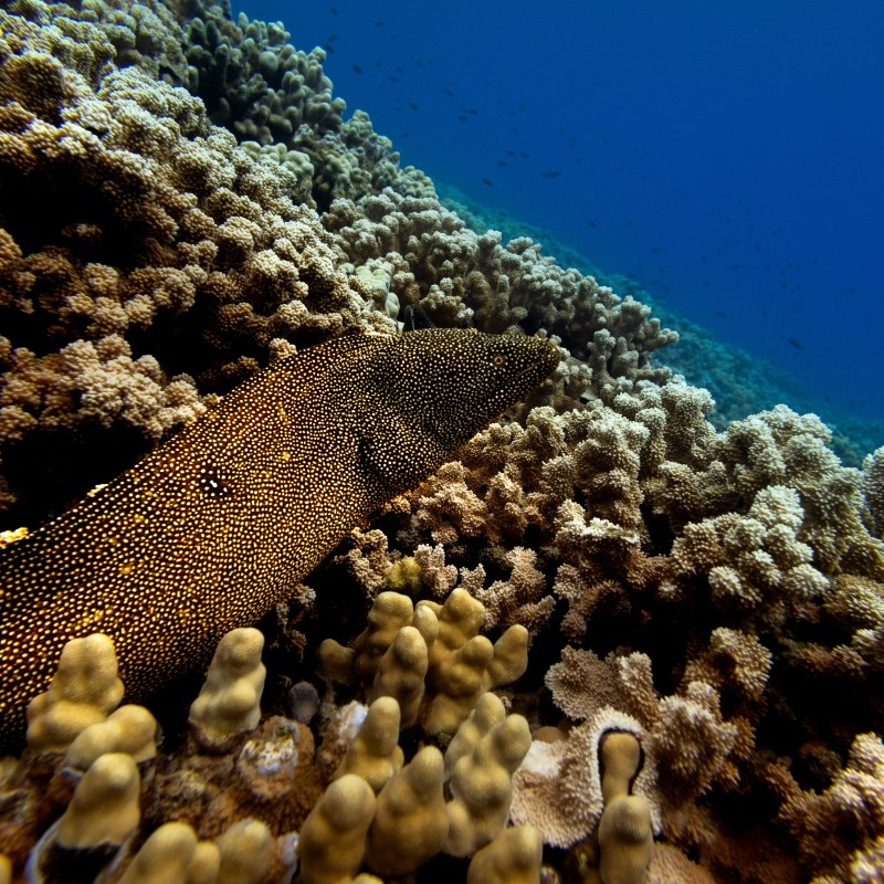 Moray eel among colorful coral reef underwater.