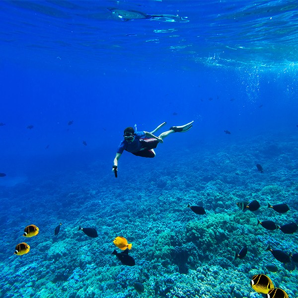 Snorkeler swimming over vibrant coral reef with colorful fish.
